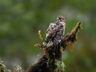 Broad-winged Hawk portrait on mossy snag