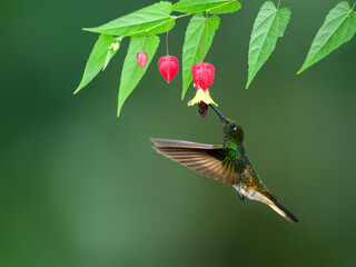 Buff-tailed Coronet in flight collecting nectar from red yellow flower on green background