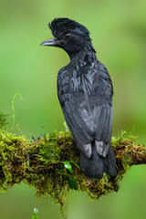 Female Amazonian Umbrellabird portrait on green background