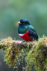 Masked Trogon