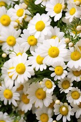 Obraz premium Flowers Beautiful chamomile Close-up