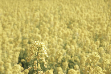 菜の花イエロー