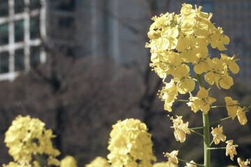 初春、菜の花