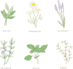 料理などでよく使うハーブ6種