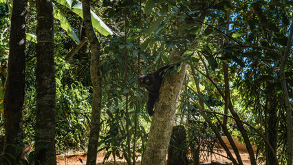 A black lemur Eulemur macaco is sitting on a tree, holding onto the trunk with its paws. An exotic animal stares intently at the camera. Fluffy fur, bright orange eyes, tufts on the head. Madagascar.