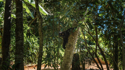 A black lemur Eulemur macaco is sitting on a tree, holding onto the trunk with its paws. An exotic...