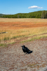 Northern Raven (Corvus corax) in Yellowstone National Park USA