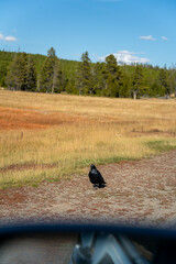 Northern Raven (Corvus corax) in Yellowstone National Park USA