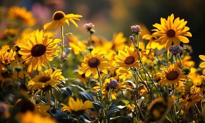 Blooming Sunflowers in a Field of Yellow and Purple Flowers