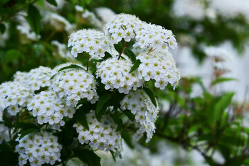 コデマリの白く小さい花