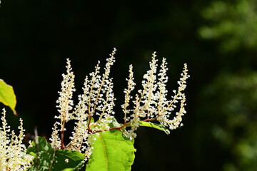 秋のイタドリの花