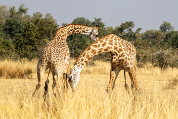 Zwei kämpfende Giraffen Bullen