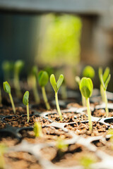 Close-up photo of plants growing from seeds in a tray. Healthy growth using cocopeat and effort to...
