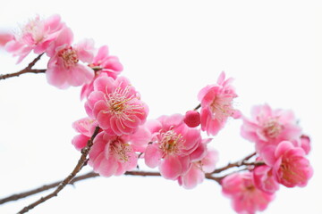 八重咲きの紅梅のクローズアップ　白背景