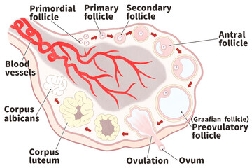 Ovarian follicle development labeled diagram PNG
