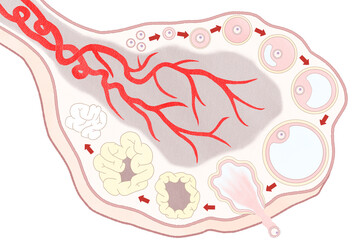 Ovarian follicle development unlabeled diagram PNG
