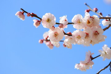 八重咲きの白梅のクローズアップ　青空背景