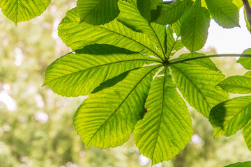 Green Chestnut Leaves in beautiful light. Spring season, spring colors.