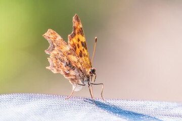 Orange colored butterfly (Polygonia c-album) resting