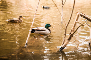 Green head ducks mallard in lake water wildlife animals birds
