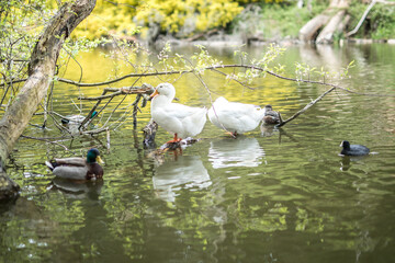 White duck birds mallard in the lake water nature animals wildlife
