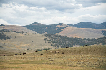 Bison at Upper Geyser Basin in Yellowstone National Park