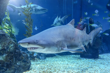 Scary shark with sharp teeth protruding from its mouth underwater world.