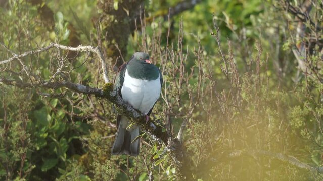 Lone Kereru Wood Pigeon Sitting On Tree Branch At Neils Beach In New Zealand. - static shot