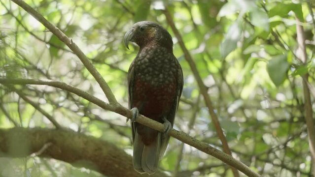 Kaka New Zealand Parrot Resting On The Tree - Close Up