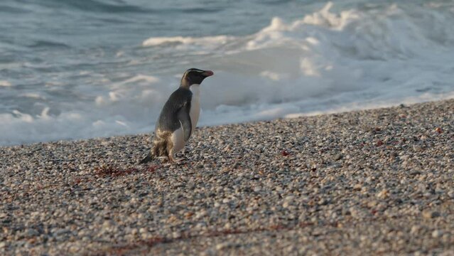Fiordland Crested Penguin By The Shore Of Monro Beach In New Zealand - Close Up