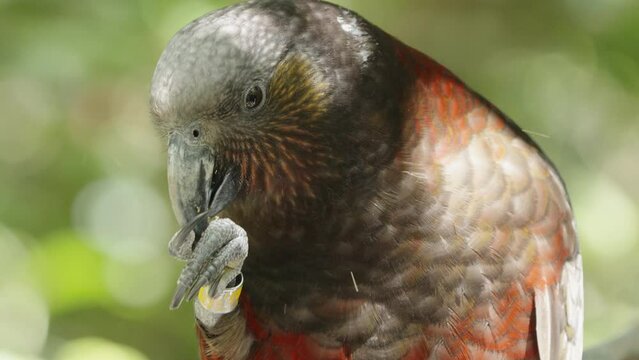 New Zealand Kaka Parrot With Leg Band Feeding With Its Claw. - close up shot