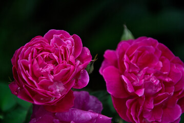 pink rose flower
