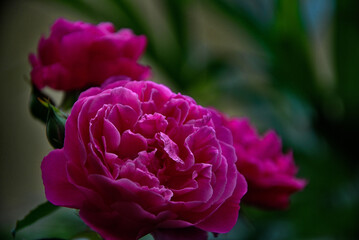 pink rose flower