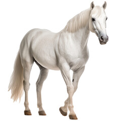 Obraz na płótnie Canvas White Horse isolated on white background