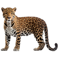A Jaguar isolated on white background