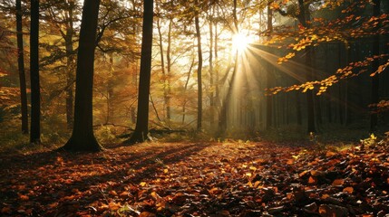 Golden sunlight streaming through a forest canopy, casting gentle rays on a carpet of autumn leaves