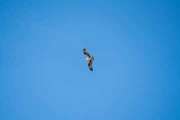 Osprey in flight,  Pandion haliaetus, Sebastian Inlet Sate Park, Florida, USA