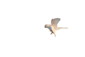 Cute of Lovebird flying isolated on transparent background png file