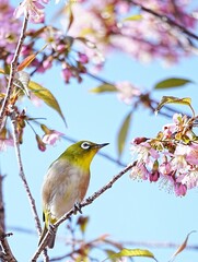 Fototapeta premium 青空を背景しでヒマラヤさくらとメジロ
