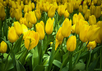 Beautiful of yellow tulips field background blooming in spring season