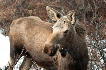 Fototapeta premium Young male moose in Denali National Park in Alaska United States