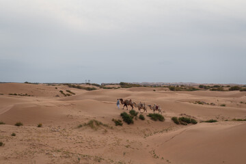 Fototapeta na wymiar Caravan of camels. Kubuqi desert, Xiangshawan Resort, Inner Mongolia, China