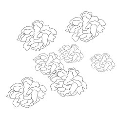 hand drawn flowers