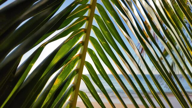 Sunlight filters through tropical palm leaves with a blurred beach backdrop, evoking a serene summer vacation concept