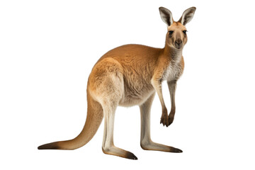 Naklejka na ściany i meble Wild Kangaroo Display Isolated on Transparent Background