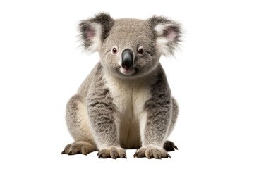 Australian Koala Design Isolated on Transparent Background