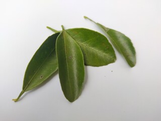 sage leaves on wooden background