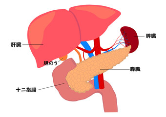 膵臓と肝臓と脾臓と十二指腸の臓器名称 - obrazy, fototapety, plakaty