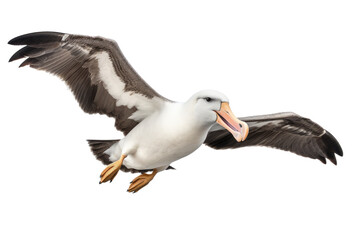 Fototapeta na wymiar Flying Albatross Render Isolated on Transparent Background