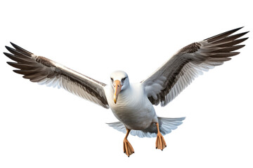Flying Albatross Render Isolated on Transparent Background - obrazy, fototapety, plakaty